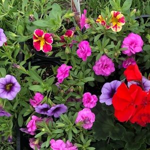 Meet your Posher, Carrie